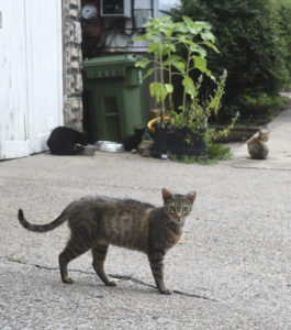 A community catastrophe: South Park residents looking to control cat population